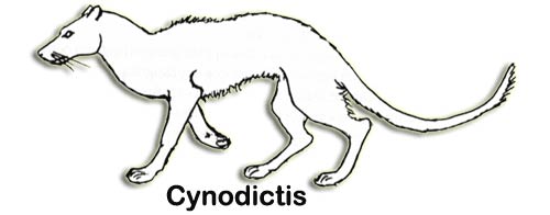 cynodictis.jpg
