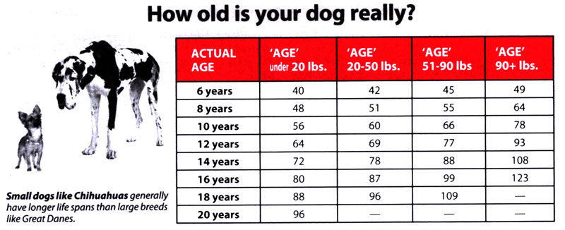Dog Years Chart Age